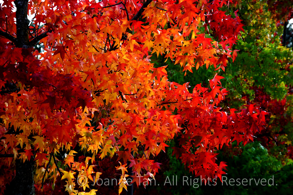 p - trees - forest - Fall Colors,Lafayette, California