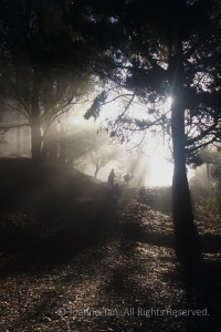 Early morning sunlight streaming through the trees, people climbing towards the light in a forest.
