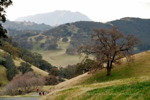 Oak trees on the gentle slopes of CA golden hills, a few hikers at the bottom. A full canopy of an oak tree.
