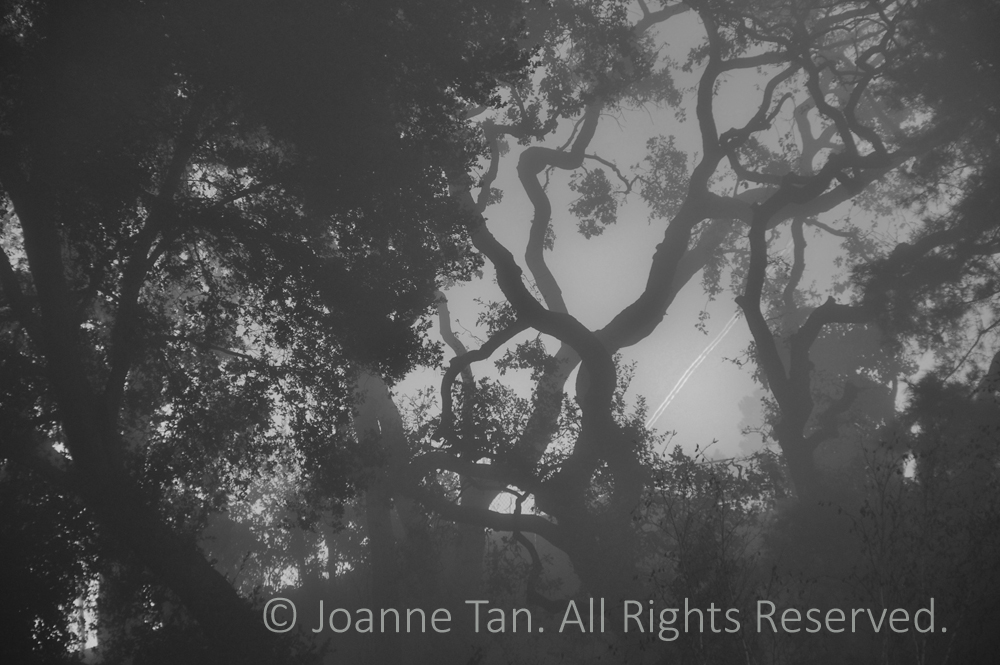 p - trees - forest - Misty Oaks & Bushes, Northern California. B&W
