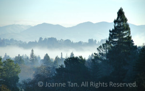 A tall pine and many trees in the morning mist, mountains and hills in the distance.