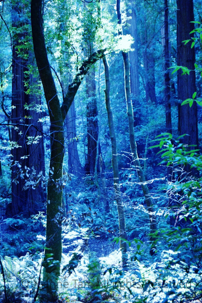 Young trees in thick redwood forest and underbrush in ghostly light, green, purple, blue colors.