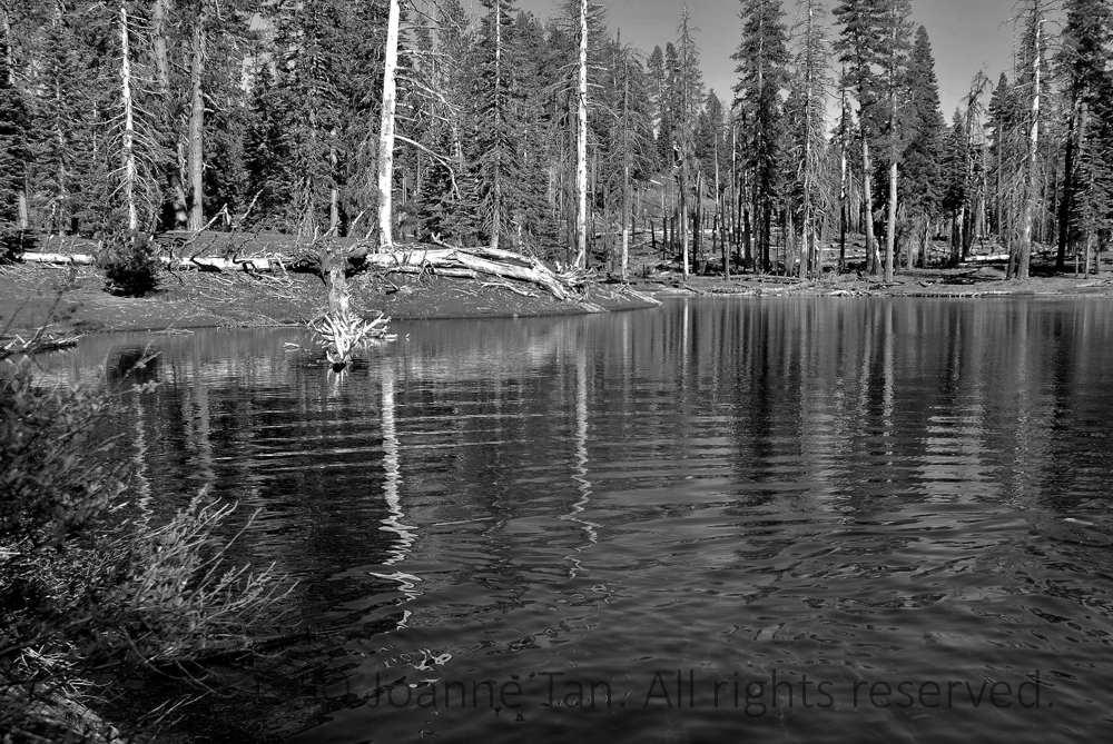 p - trees - forest - Pines Reflection on water, Mt. Lassen. CA. B&W