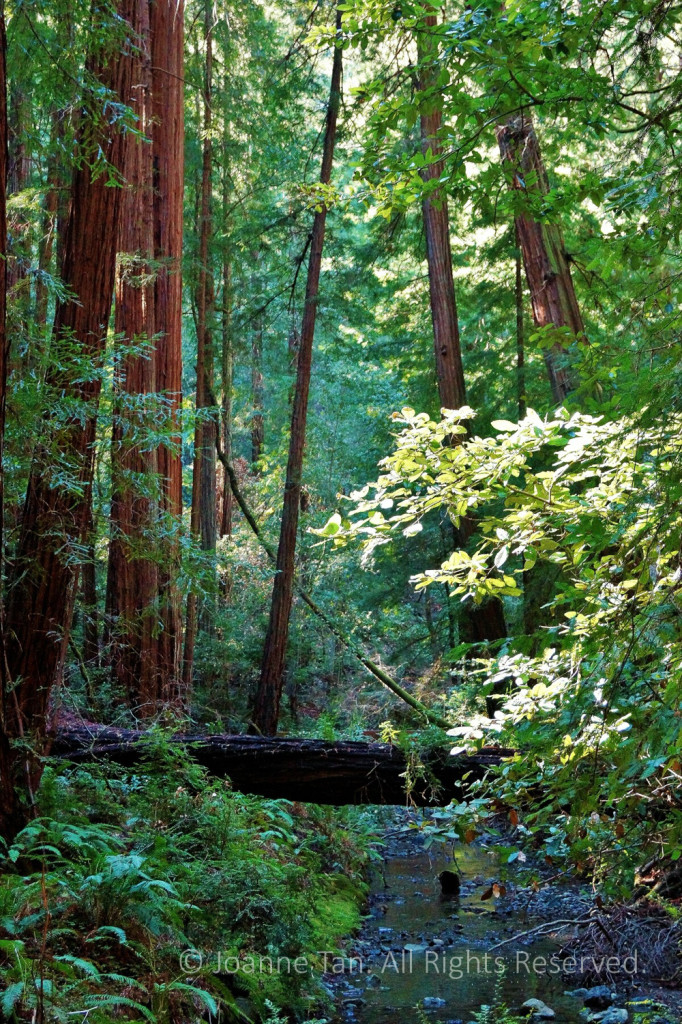 A fallen redwood across a brook, leaves of underbrush catching sunlight, tall trees shooting up to the sky above not in the photo.