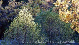 The autumn/fall leaves on trees in light form patterns and shapes in this picture, photographed in Sunol, California.