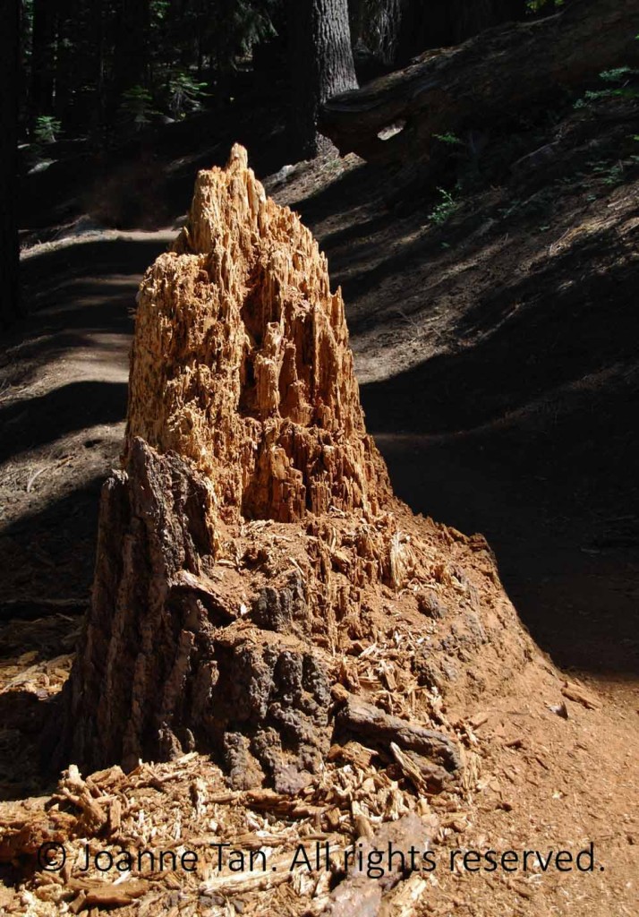 A dead tree stump in shape of a wood sculpture of a castle.