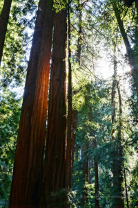 Two tall and straight redwoods receiving sunlight through leaves and foliage of other trees surrounding it.