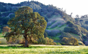 H- trees - forest - an Oak by the Hill, (full size)