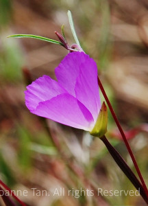 A single delicate bright flower in the wilderness