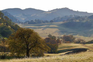 Contra Costa County, California's typical summer and early fall, round rolling hills with oak trees, tall yellow grass, winding country dirt road and cattle.