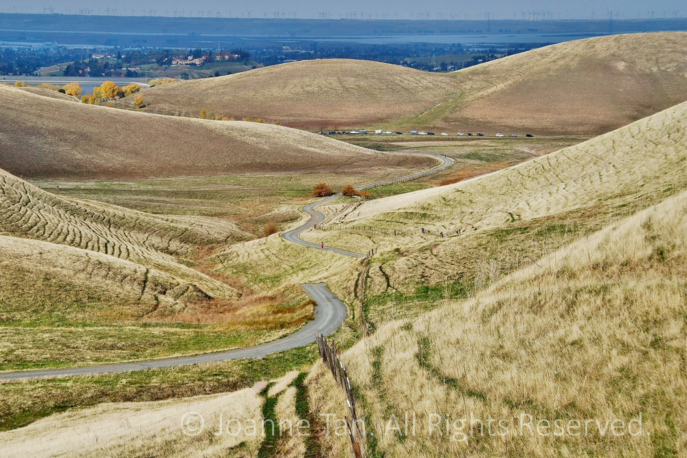 Meandering Down the Golden Hills to Wind Blades in Livermore, CA. Blue & yellow are the colors of Contra Costa County in Mediterranean style summer, a winding path snakes down the intersecting gentle rounded hills, to the blue bay beyond which is the wall of wind turbines in Livermore, California.