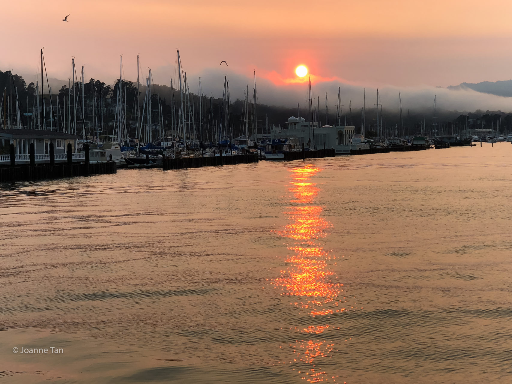 Sausalito Harbor Sunset w boats #32 _by Joanne Tan_Iphone10_-2254