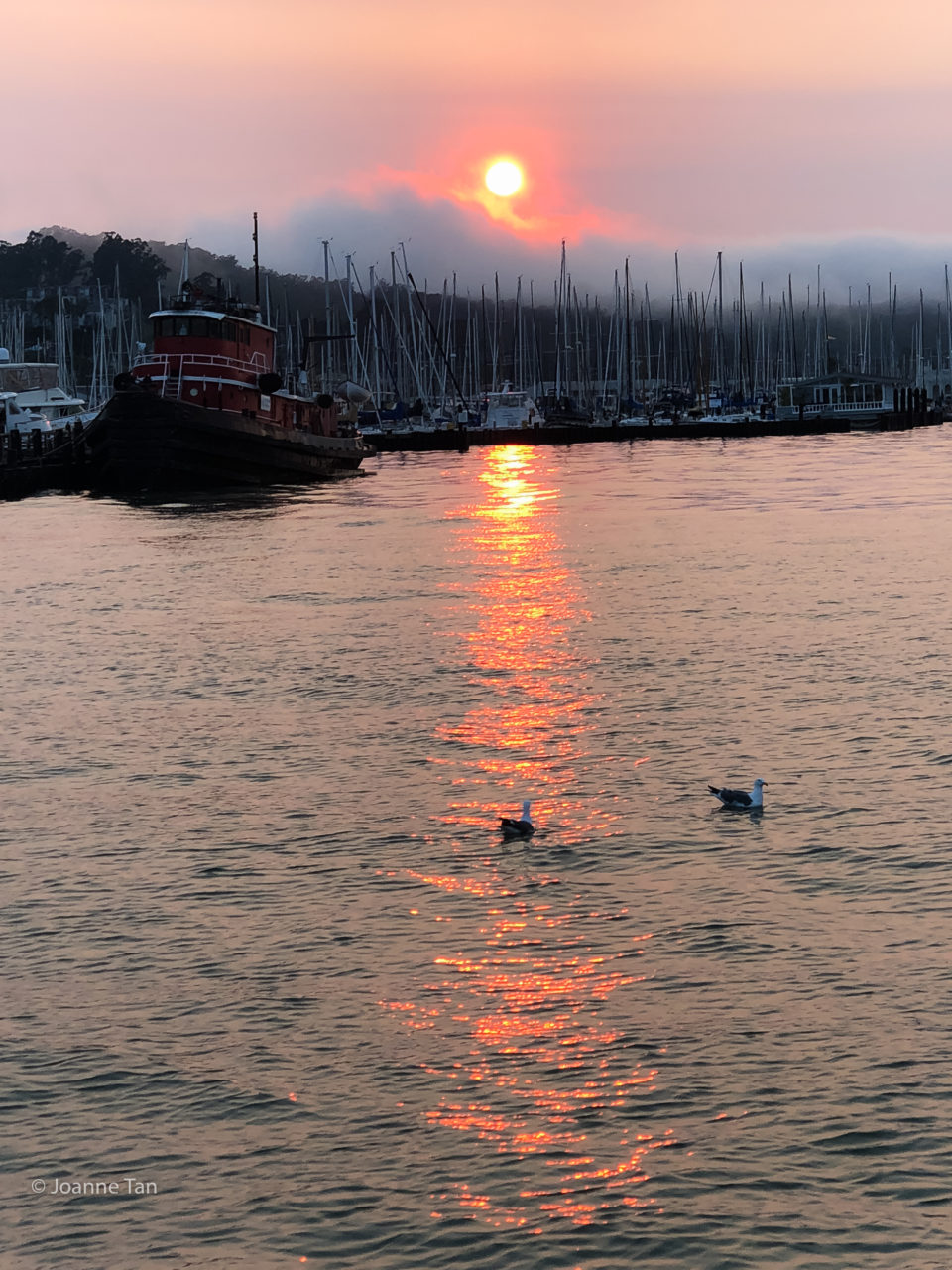 Sausalito Harbor Sunset w boats #42 _by Joanne Tan_Iphone10_-2236