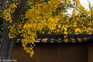 Chinese Wall, garden wall, tiled, oriental wall, yellow leaves, fall color, autumn poetry, yard, landscape, design, architecture, traditional,