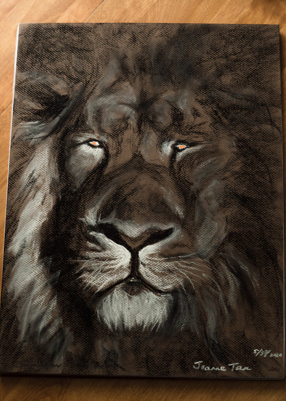 It took me a whole day to paint this from #pastel from a #photo. I a head of a lion painted with pastel against brown paper showing the expressions of a mature lion, mane and hair at an angle.

It has been submitted to the #DeYoung Open for exhibit and sale along with "Tiger #1"